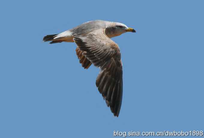 飞翔的黑尾鸥