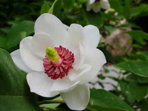 鱼类活化石：非洲肺鱼