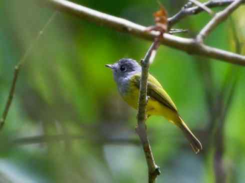 美丽无罪：雀鸟之仙鹟