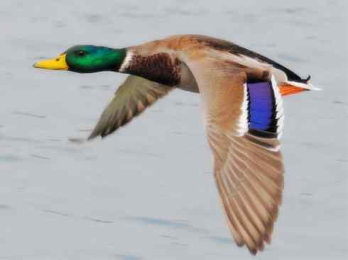 家禽驯化之源之二