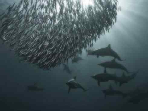 自然奇观:动物大迁徙(沙丁鱼) 自然奇观:动物大迁徙(沙丁鱼)