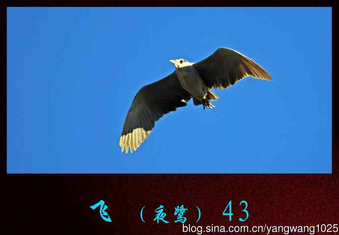 北京动物园的鸟类——飞（夜鹭）43