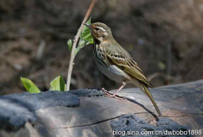 朱雀和北宫的鸟 朱雀和北宫的鸟