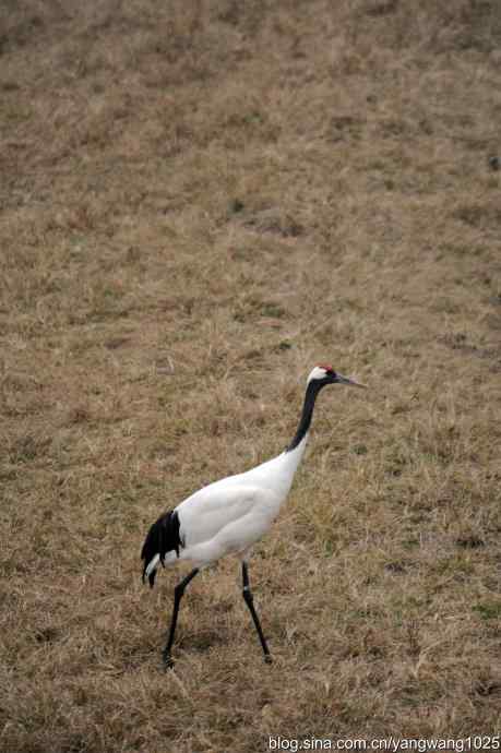 晚秋寻美 wbr wbr3