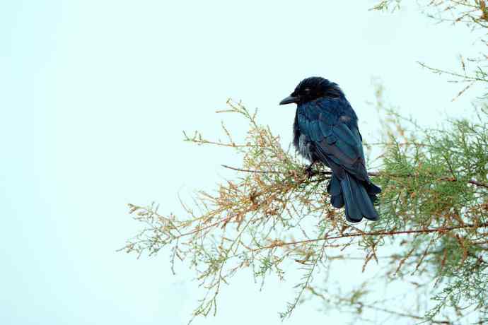 野鸭湖de黑卷尾