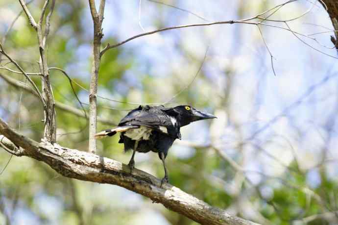 澳洲拍鸟鈥斺敿樾Υ