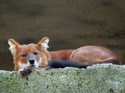 狈：传说的兽原型探秘（豺）