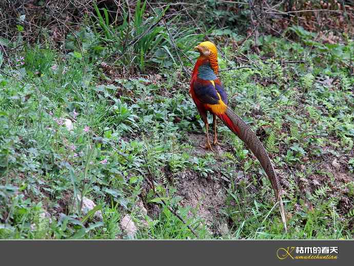 洋县拍鸟：红腹锦鸡