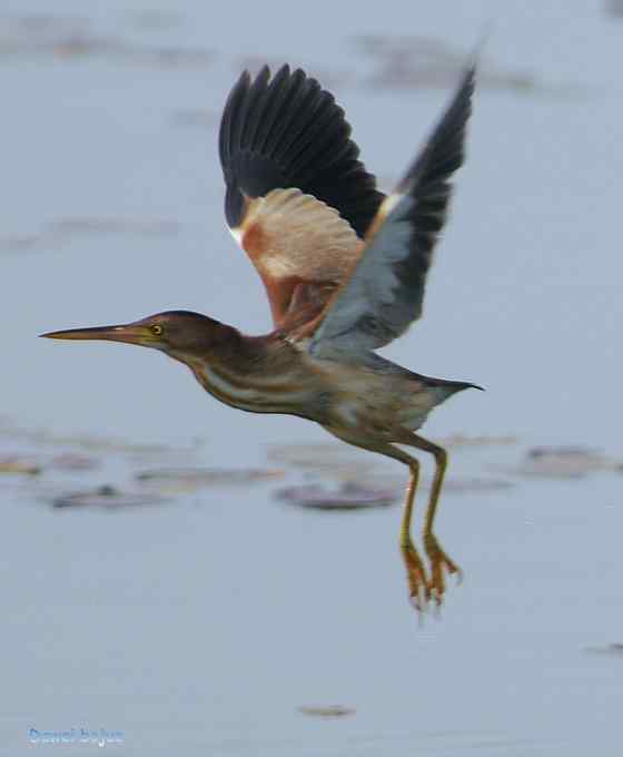衡水湖：草鹭苍鹭黄苇鳽（终结篇）