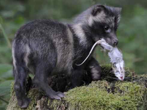 犬科:犬亚科犬属之貉 犬科:犬亚科犬属之貉