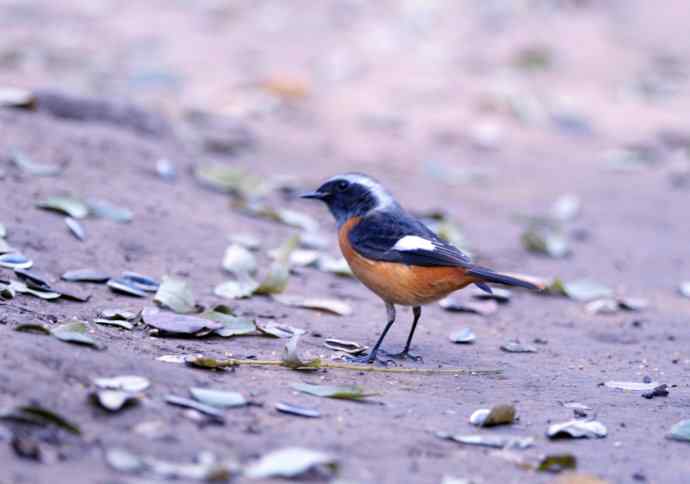 雄性北红尾鸲（10）