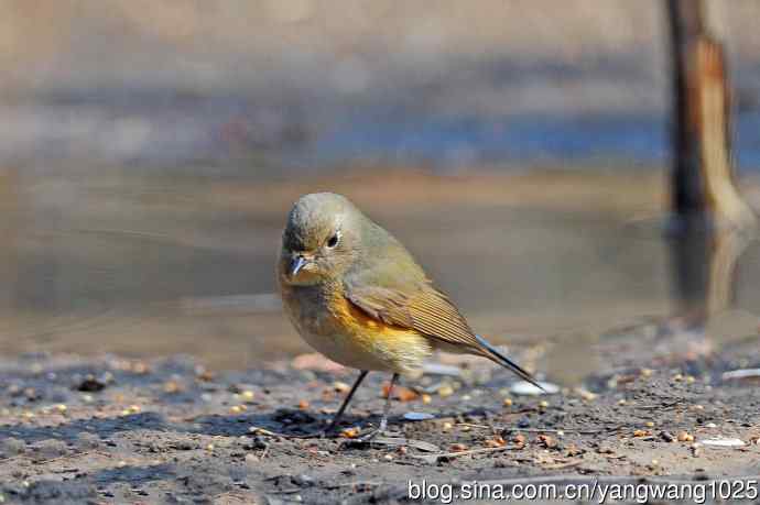 雌性红胁蓝尾鸲（66）