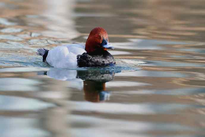 稻香湖的潜鸭☆