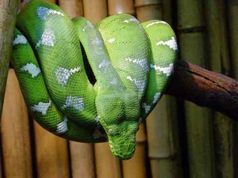 龙：传说的兽原型探秘（树蚺类）