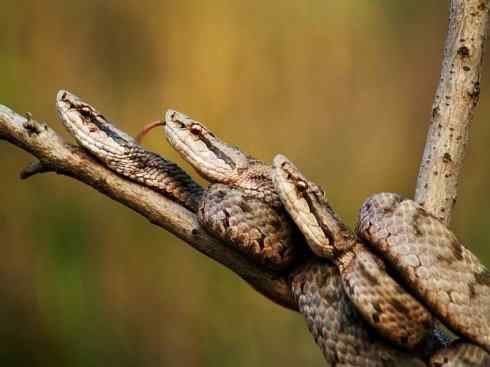 龙:传说的兽原型探秘(蝮蛇类) 龙:传说的兽原型探秘(蝮蛇类)