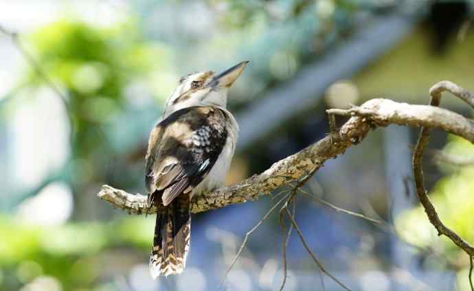 澳洲拍鸟——吉祥笑翠