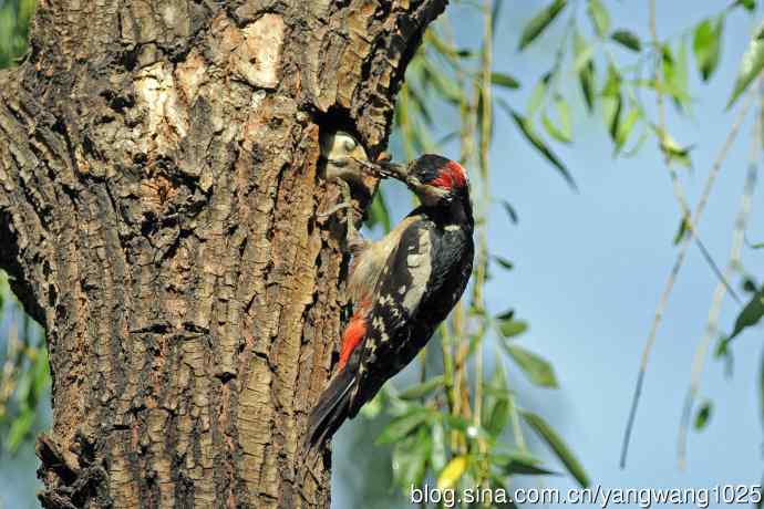 父子情深的大斑啄木鸟（3）