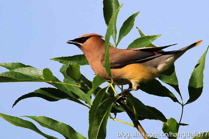 雪松太平鸟（6）