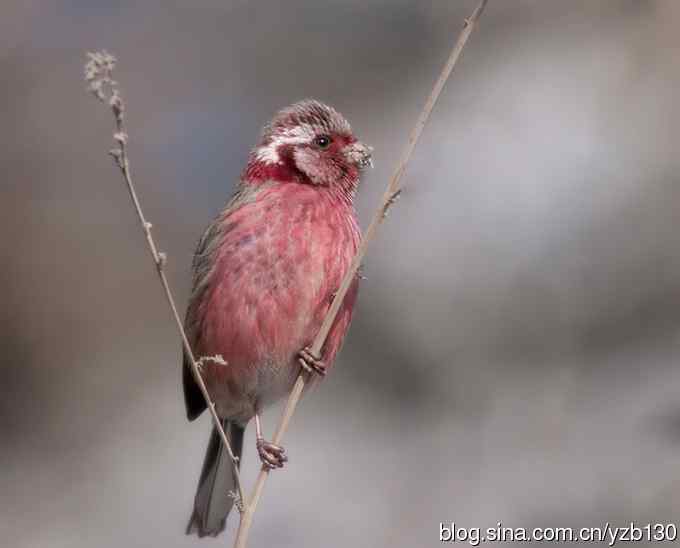 进步版鈥湷の踩糕潱ㄗ橥迹8张图片）