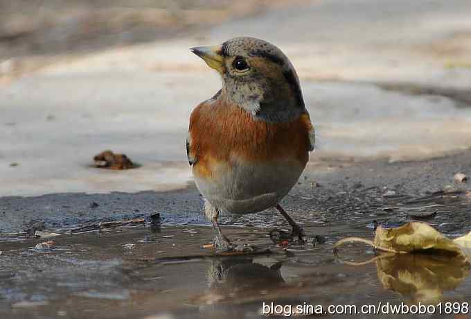 小鸟汲水图 wbrbobo打鸟歌