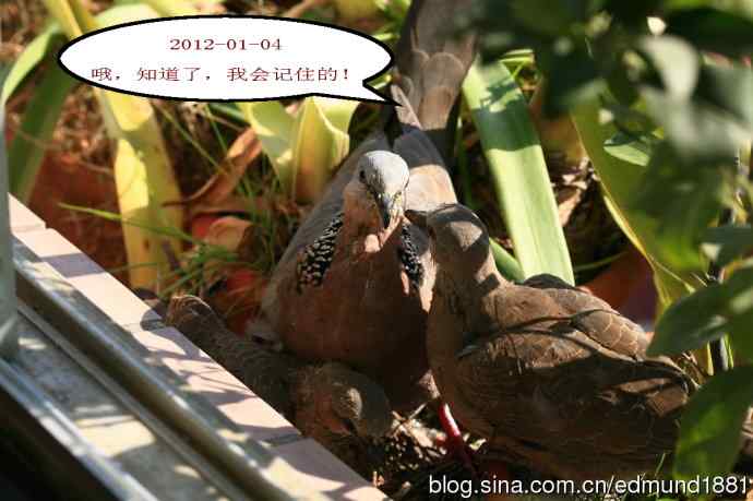 珠颈斑鸠育儿记