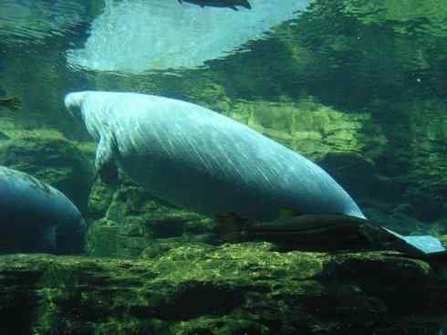 美人鱼：传说的兽原型探秘（海牛）