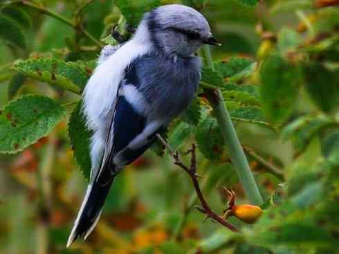 白头鸟系列：另类的美丽6