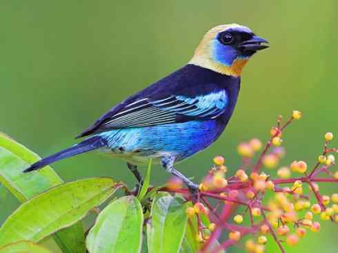 极品红色鸟类：玫红比蓝雀