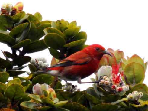 极品红色鸟类：镰嘴管舌鸟