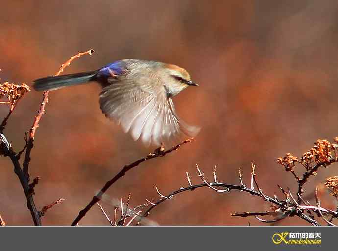川西高原的美丽精灵-花彩雀莺【实拍】