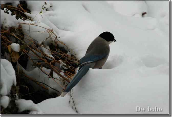 点击图片或使用键盘← →翻页