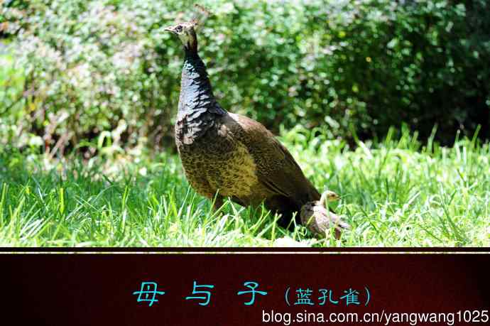 北京麋鹿苑的鸟类——母与子（蓝孔雀）