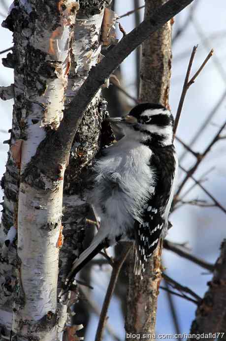 美国鸟类摄影——毛发啄木鸟