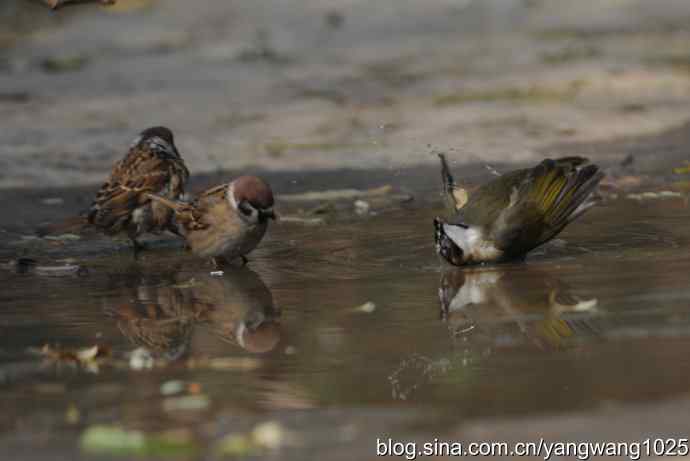 白头鹎bei（白头翁）