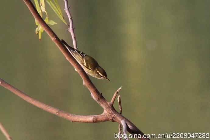 151.圣诞节送上12月份拍新鸟