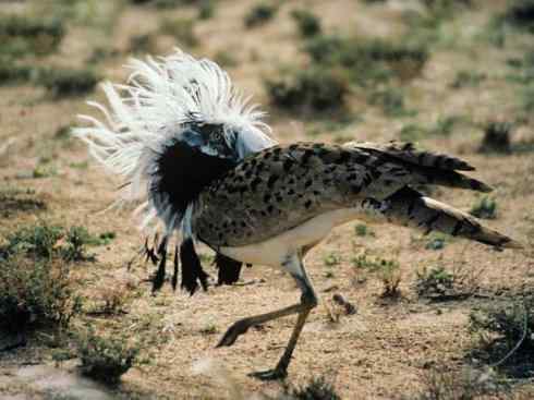 绝色攀禽:戴胜与林戴胜 绝色攀禽:戴胜与林戴胜