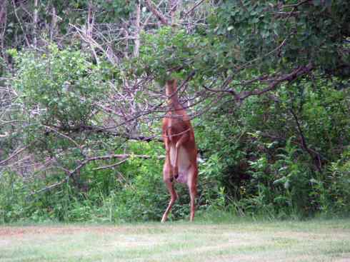 白尾红鹿 白尾红鹿
