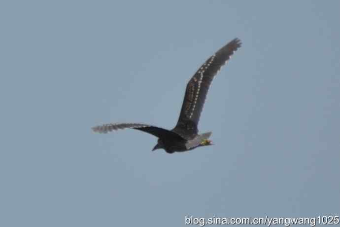 夜鹭（大丽抓拍）