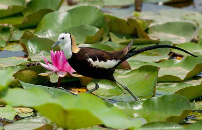 水雉：凌波一跃百媚生*