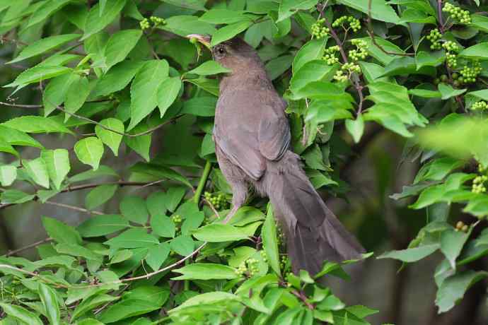 植物园的山噪鹛