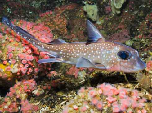 鱼类活化石：银鲛