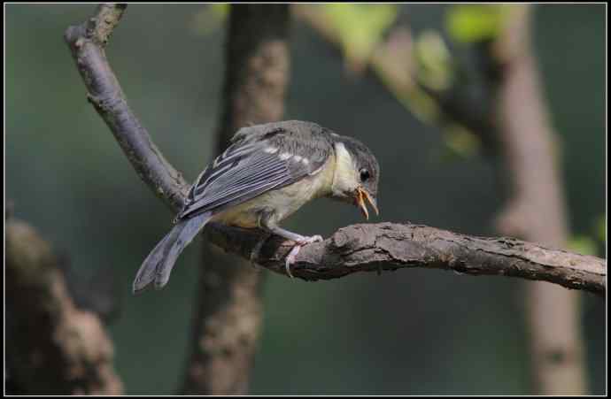 大山雀有儿初长成