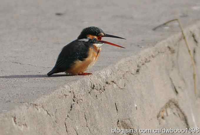 新年第一炮:小翠抓虾 新年第一炮:小翠抓虾