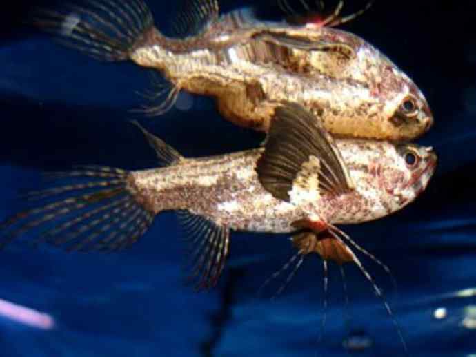 鱼类活化石:齿蝶鱼 鱼类活化石:齿蝶鱼