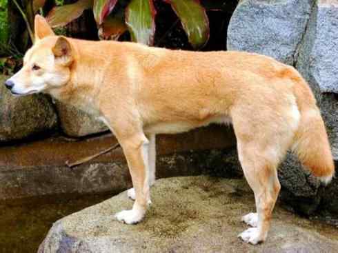 犬科：犬亚科犬属之澳洲野犬、歌唱犬、家犬