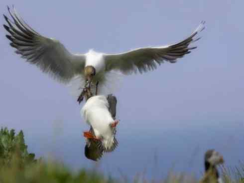 猎奇:奇特的鸟喙之七 猎奇:奇特的鸟喙之七