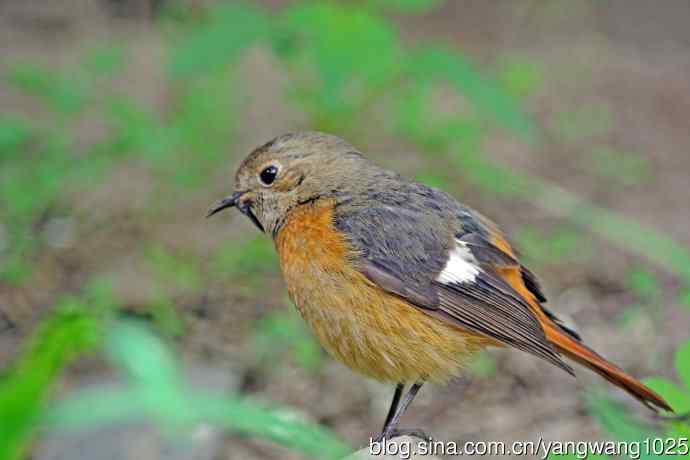折断下嘴的鸟儿（雌性北红尾鸲）