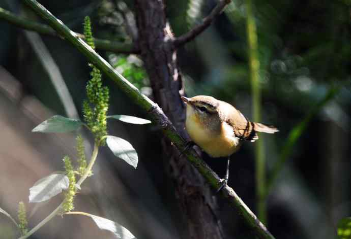 黑眉苇莺(2) 黑眉苇莺(2)