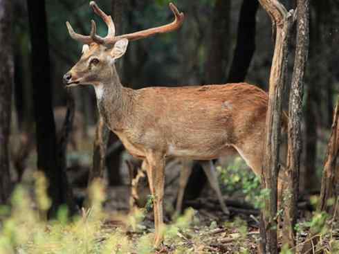 麒麟:传说的兽原型探秘(梅花鹿) 麒麟:传说的兽原型探秘(梅花鹿)