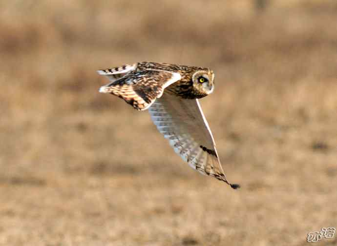 官厅水库&nbsp;wbr路&nbsp;wbr被喜鹊驱赶的短耳鸮